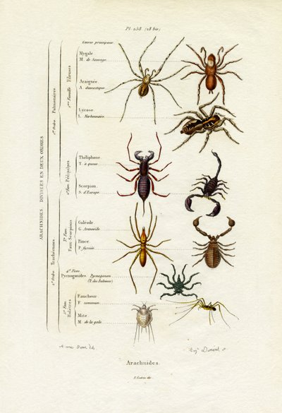 Scorpions by French School